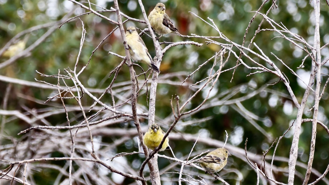 Lesser Goldfinches