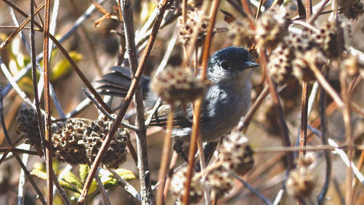 California Gnatcatcher