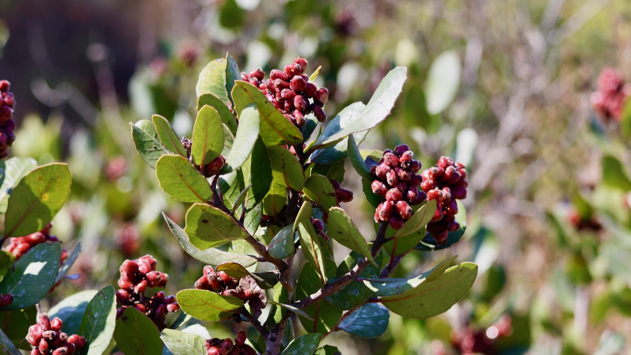 Lemonade Sumac