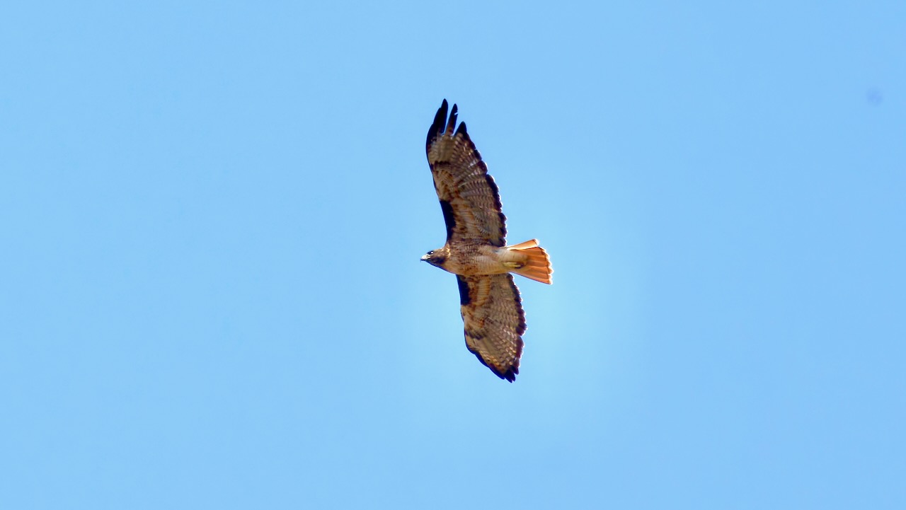 Red-tailed Hawk