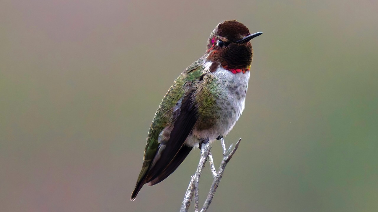 Anna's Hummingbird