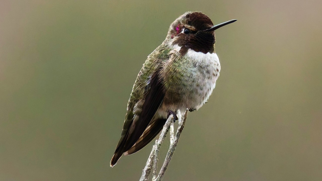 Anna's Hummingbird