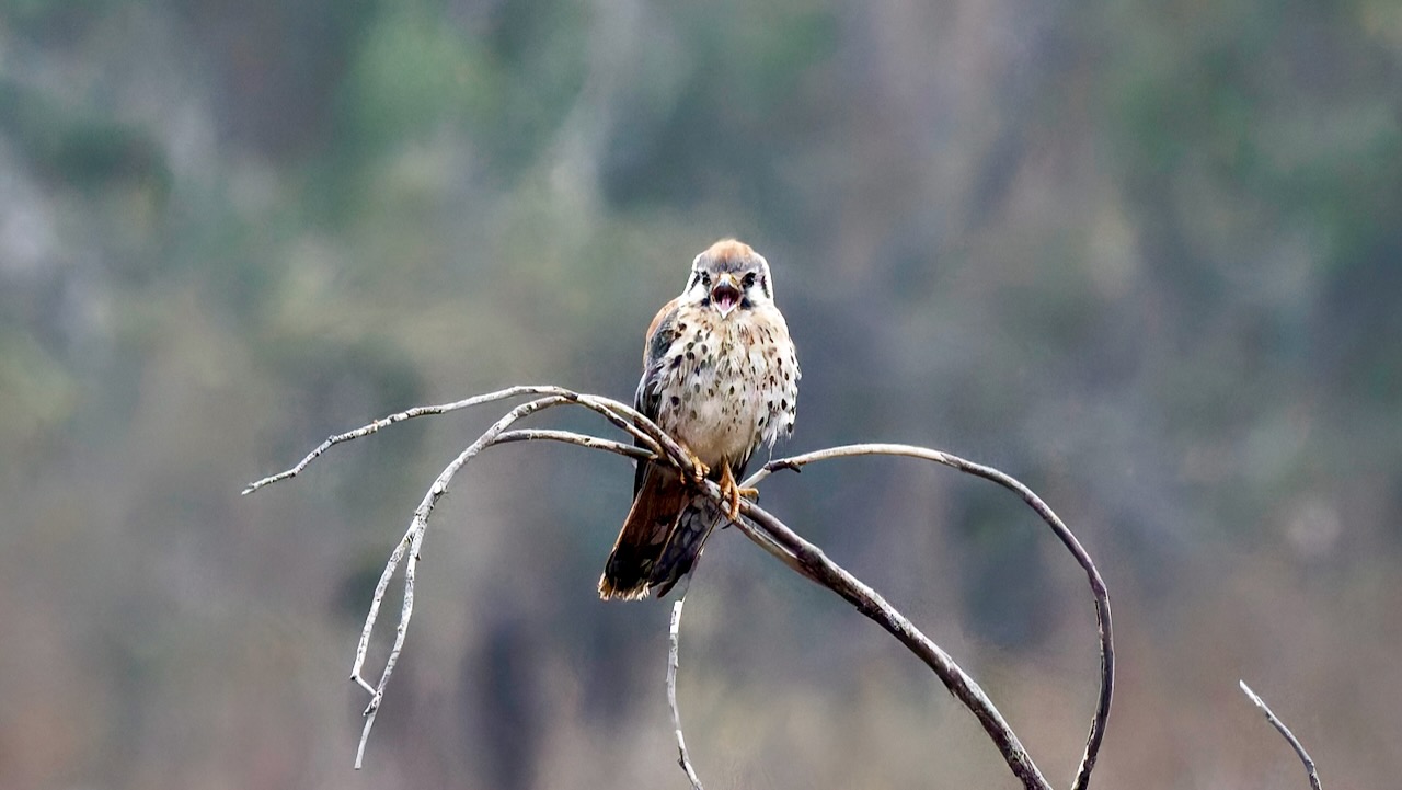 American Kestrel