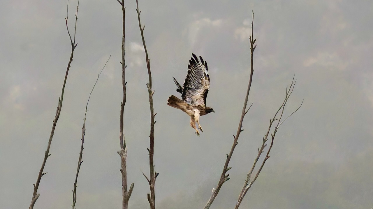 Red-tailed Hawk