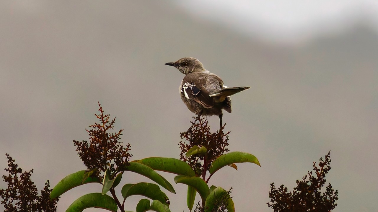 Northern Mockingbird