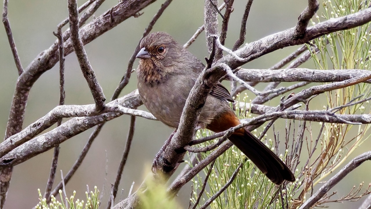 California Towhee