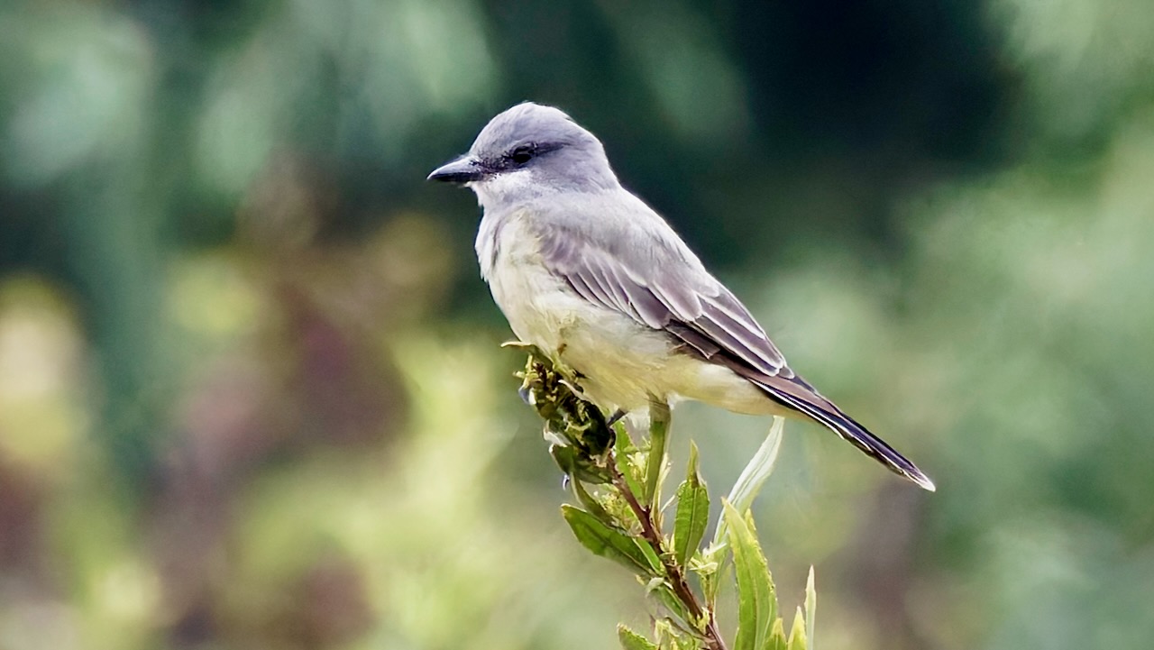 Cassin's Kingbird