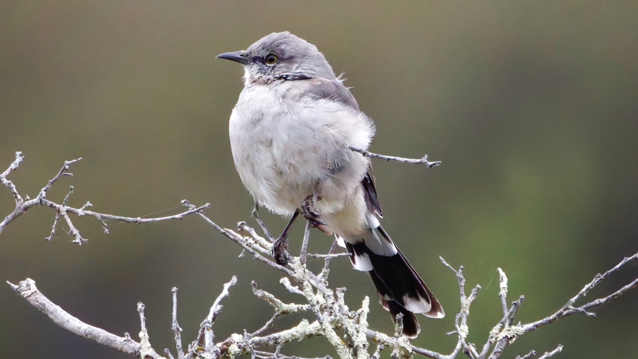 Northern Mockingbird