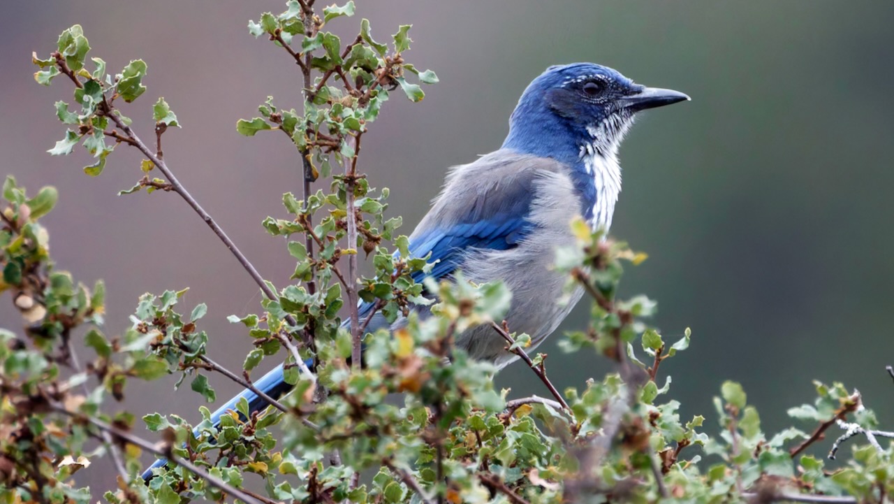 California Scrub-jay