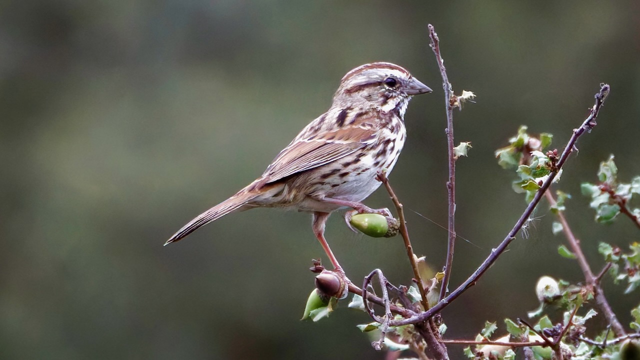 Song Sparrow