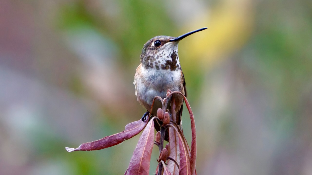 Allen's Hummingbird