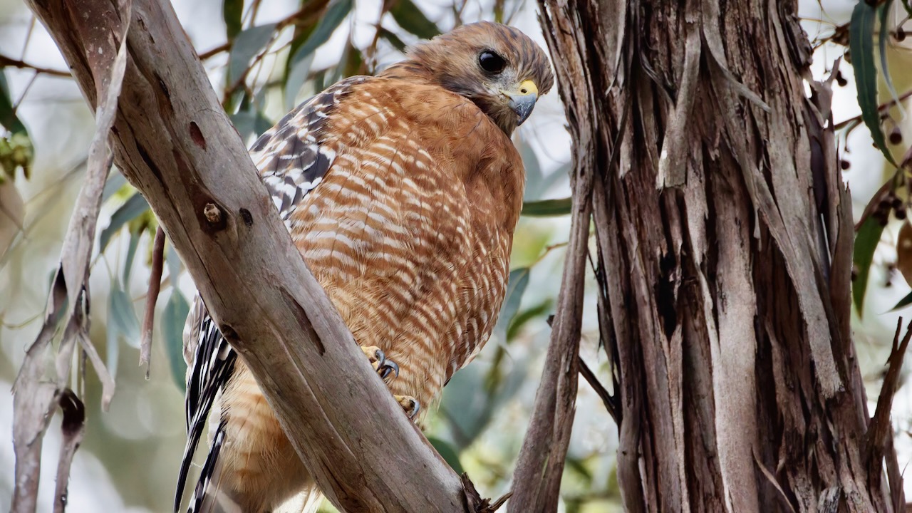 Red-shouldered Hawk