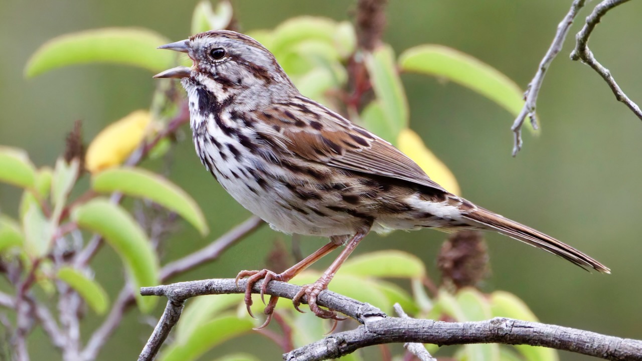 Song Sparrow