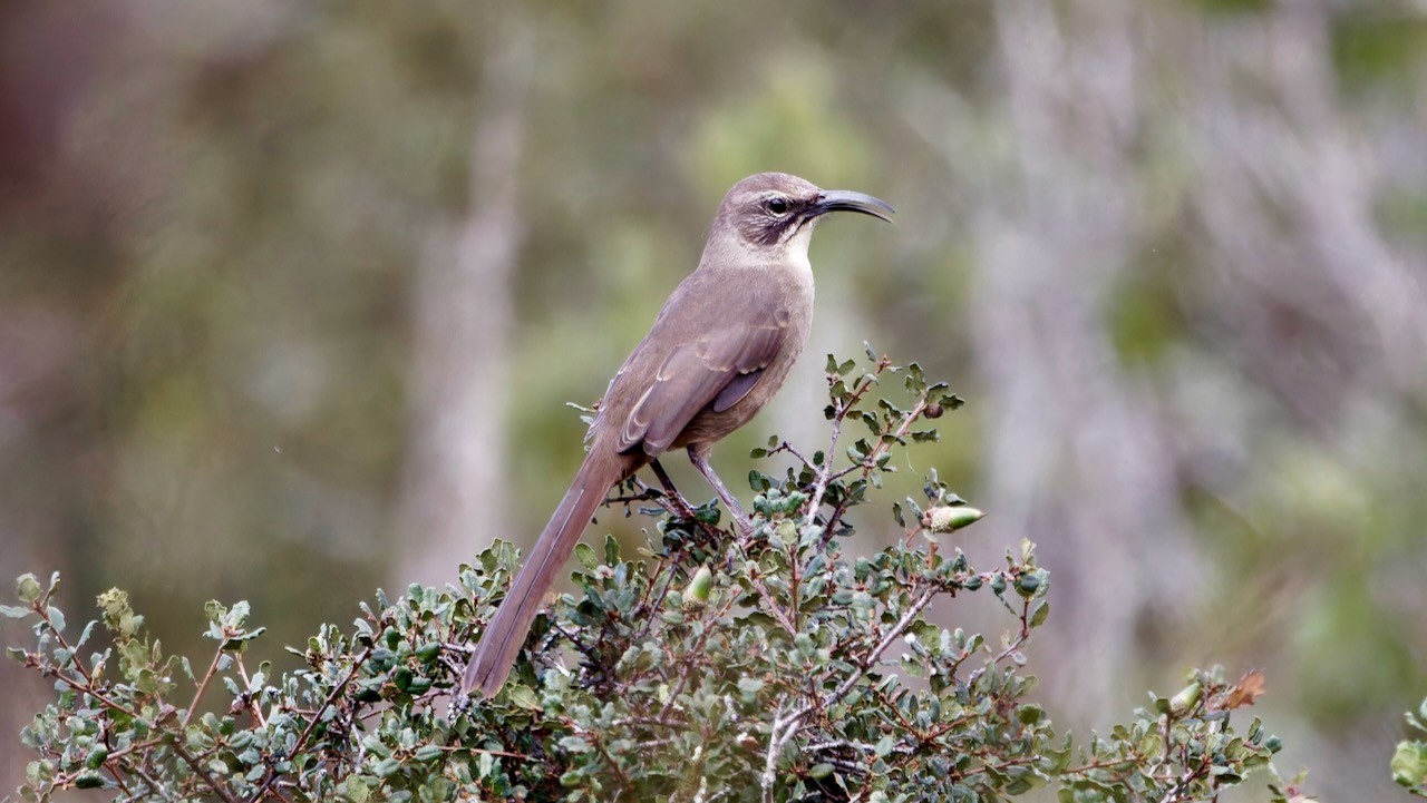 California Thrasher