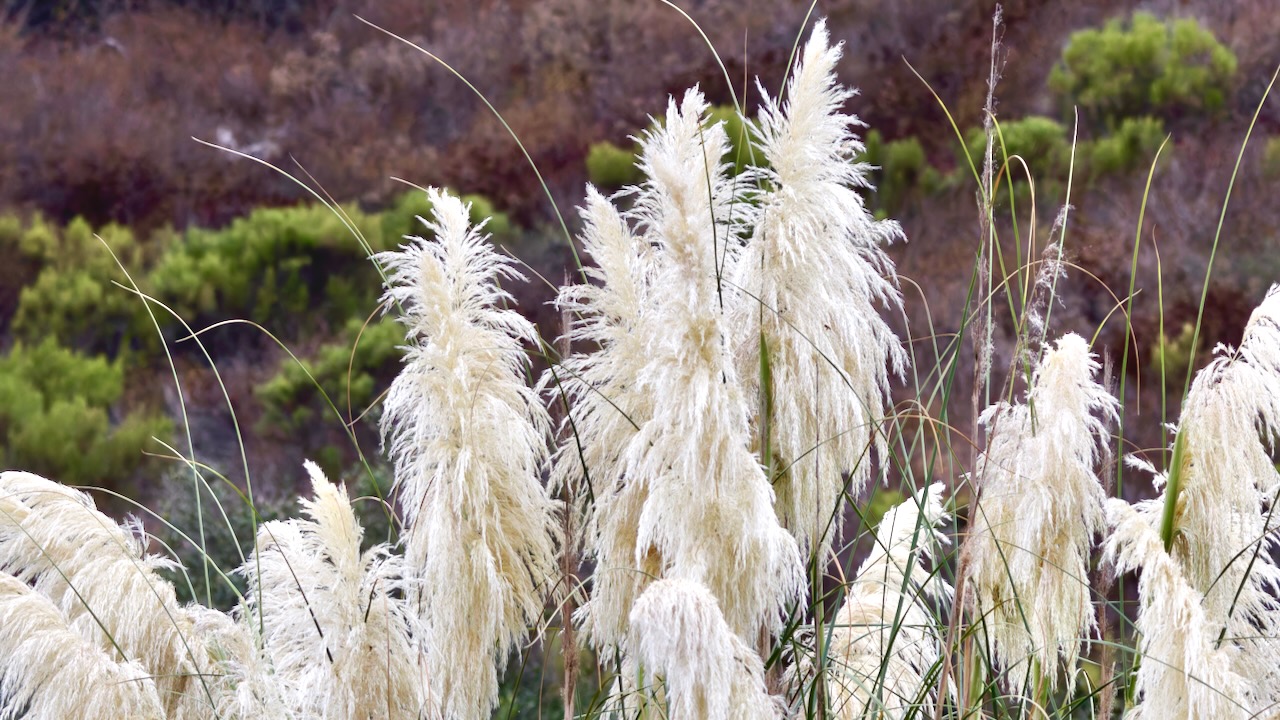 Pampas-grass