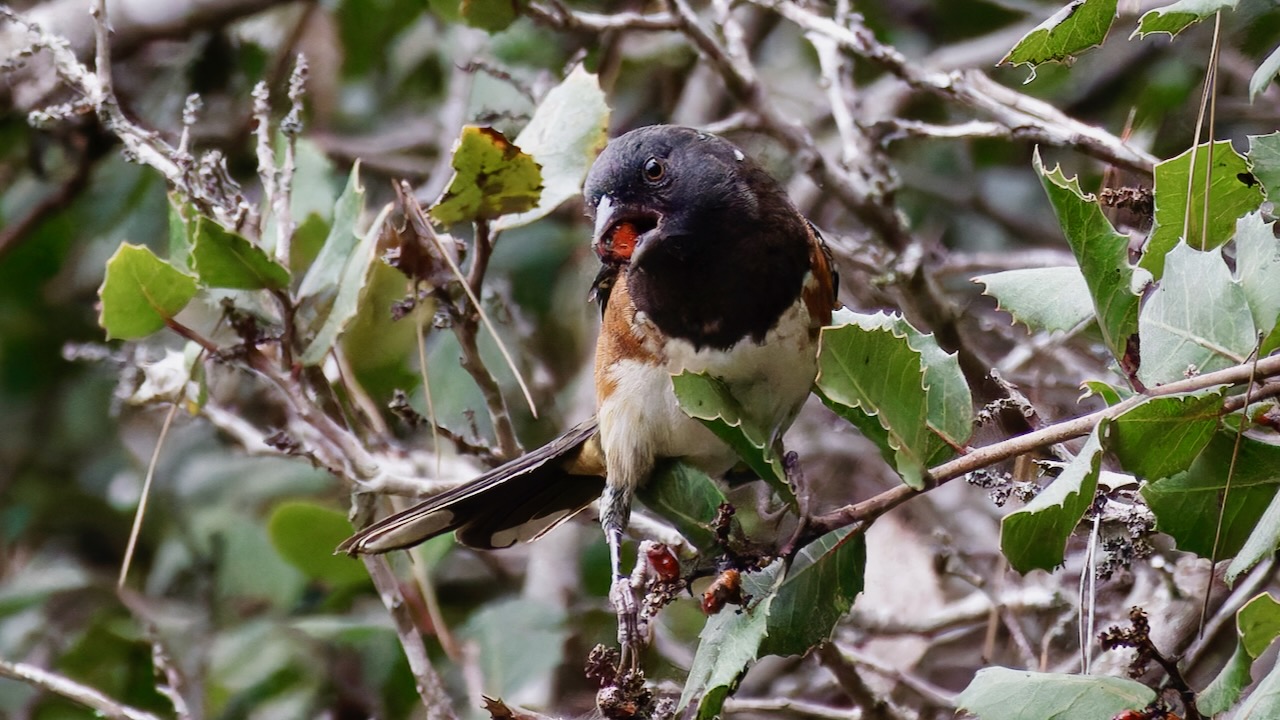 Spotted Towhee