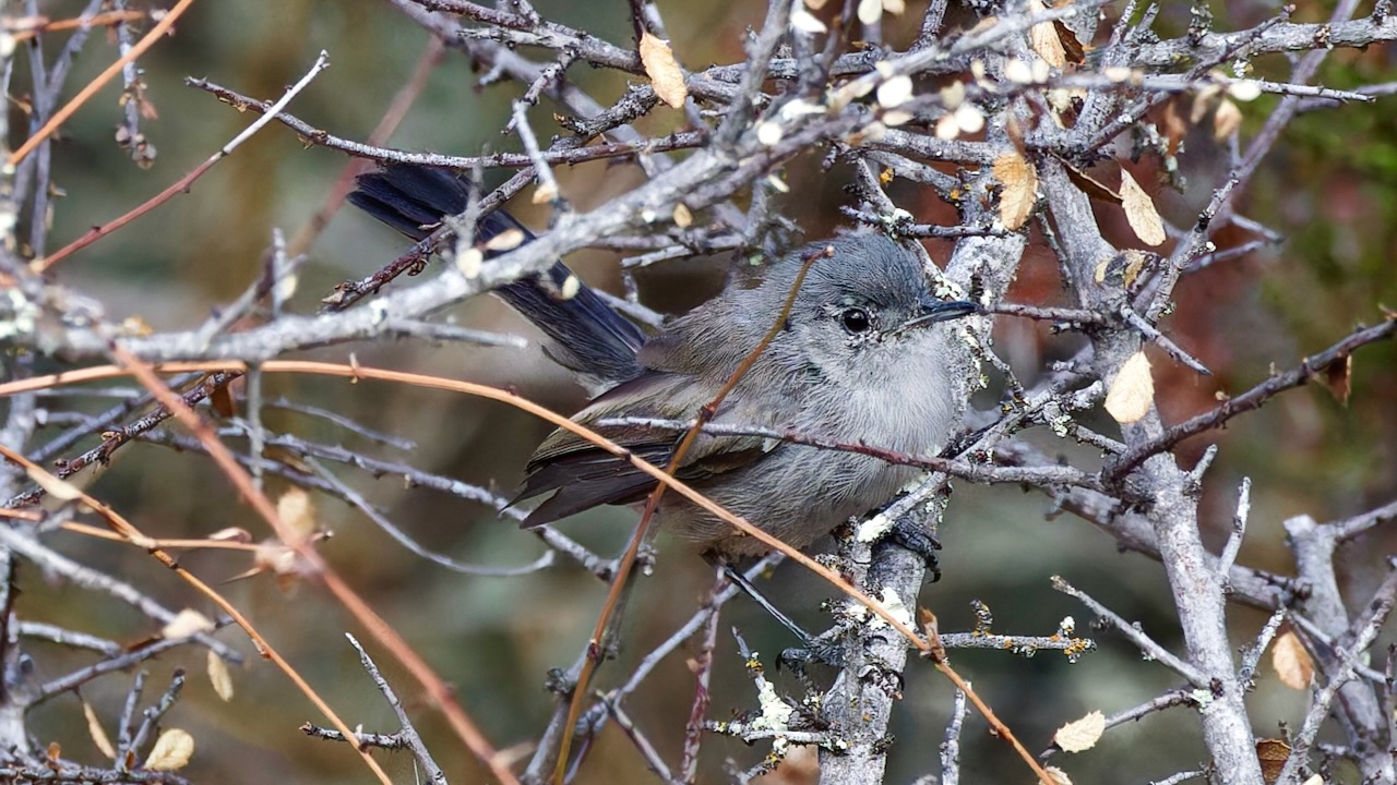 California Gnatcatcher