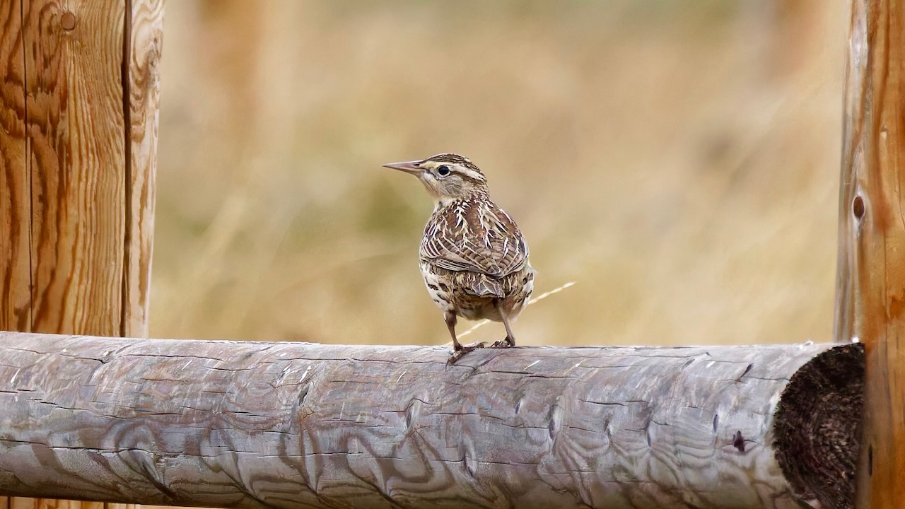 Western Meadowlark