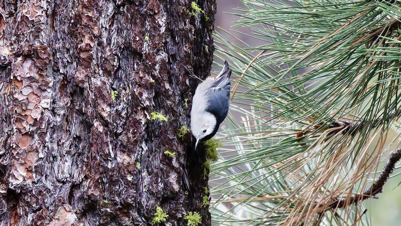 White-breasted Nuthatch