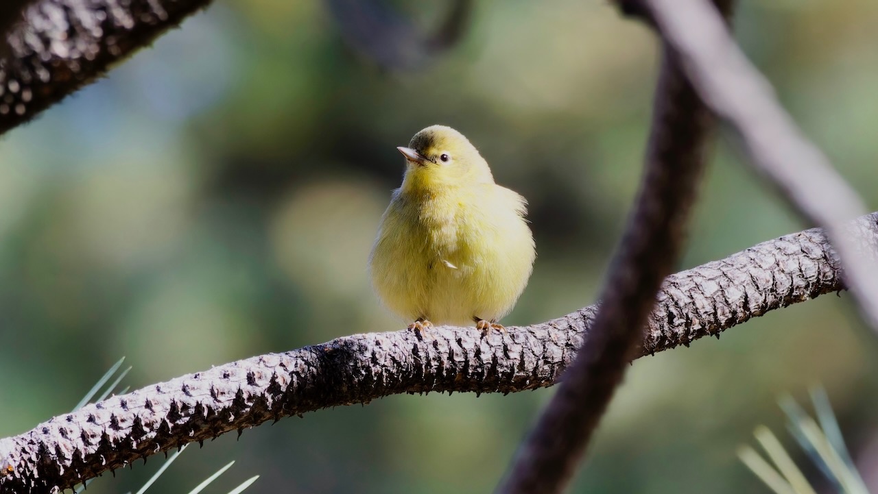 Orange-crowned Warbler