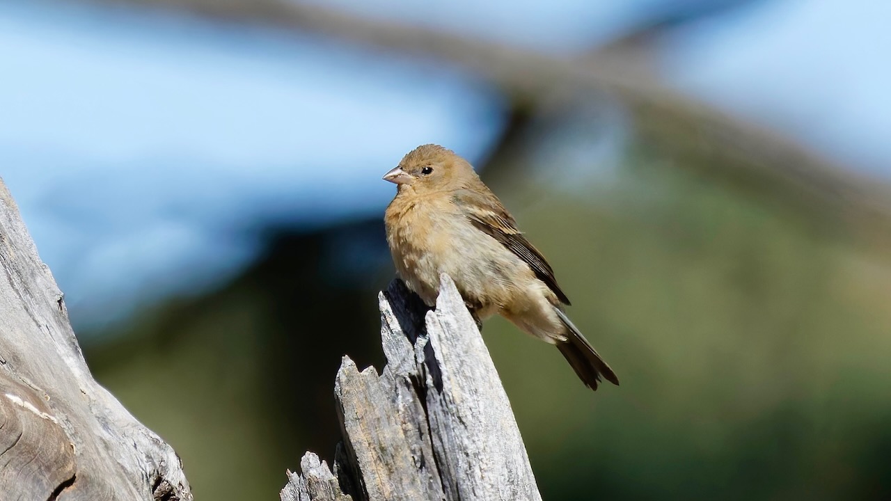 Lazuli Bunting