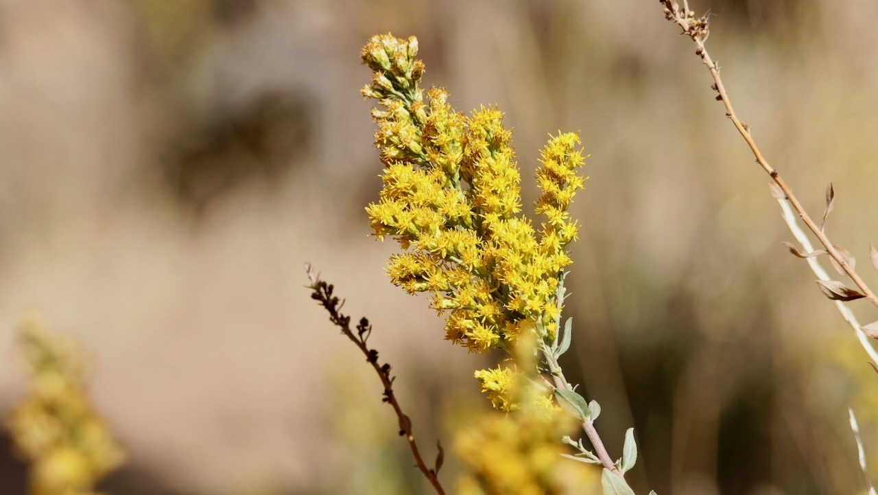 Three-nerve goldenrod