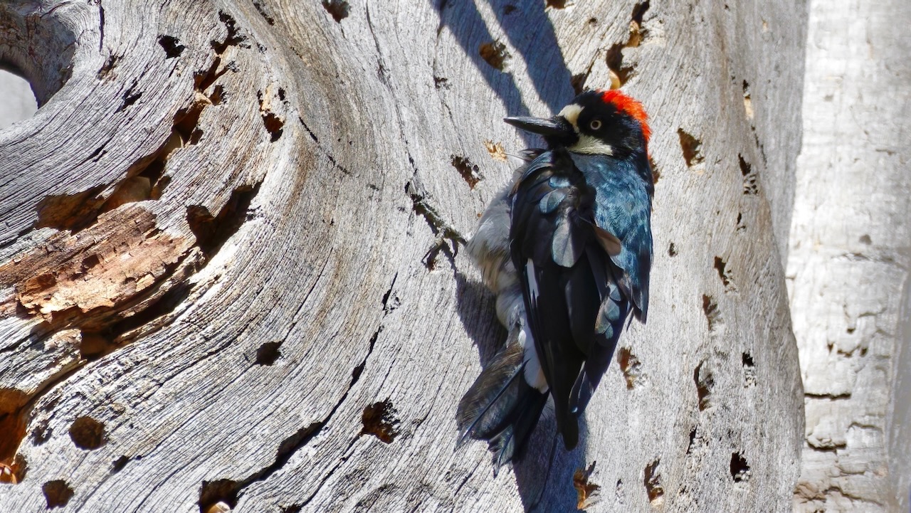 Acorn Woodpecker