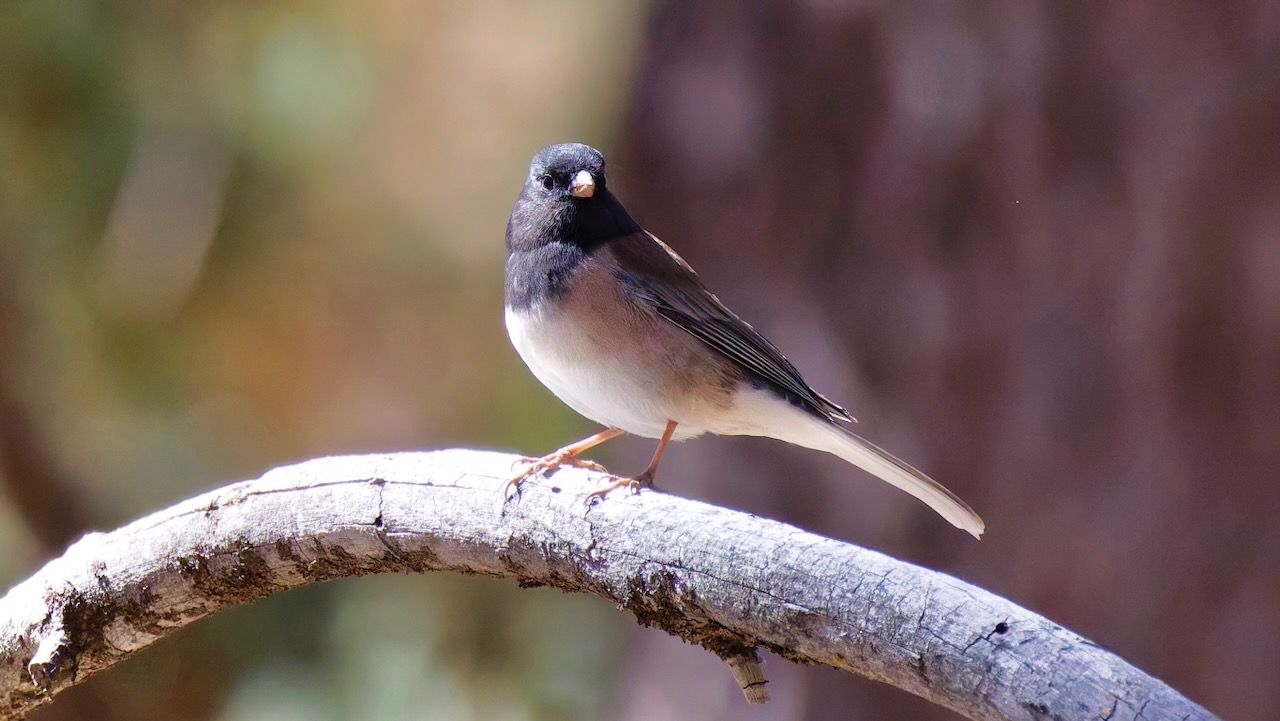 Dark-eyed Junco