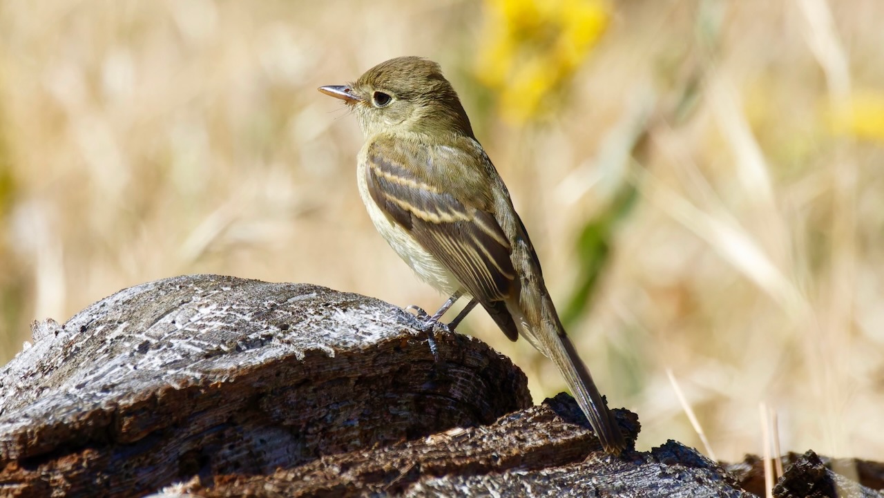 Western Flycatcher