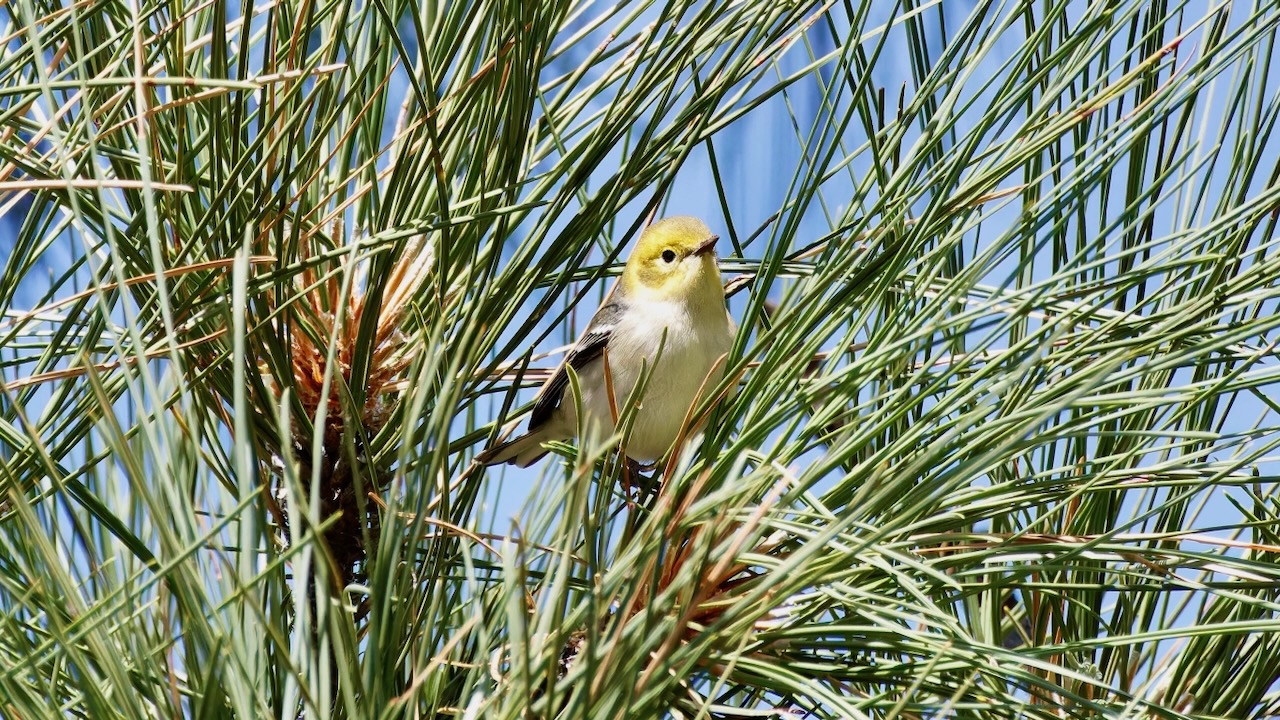 Hermit Warbler