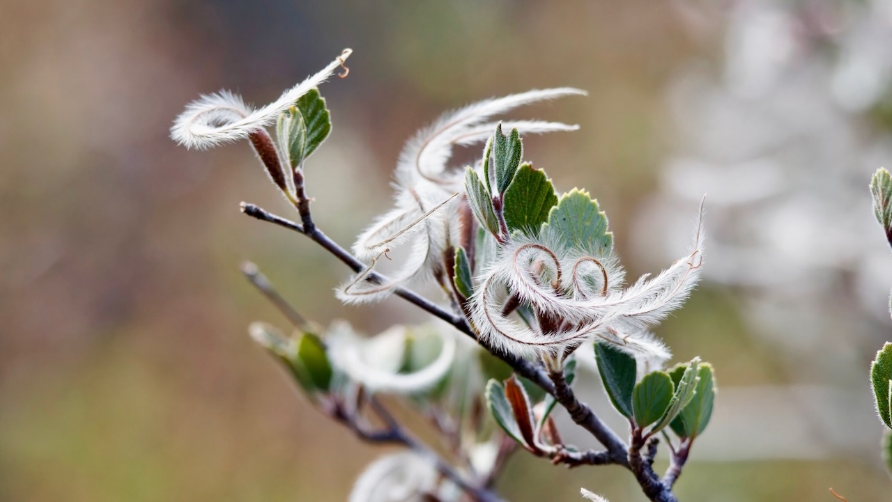 Mountain-mahogany