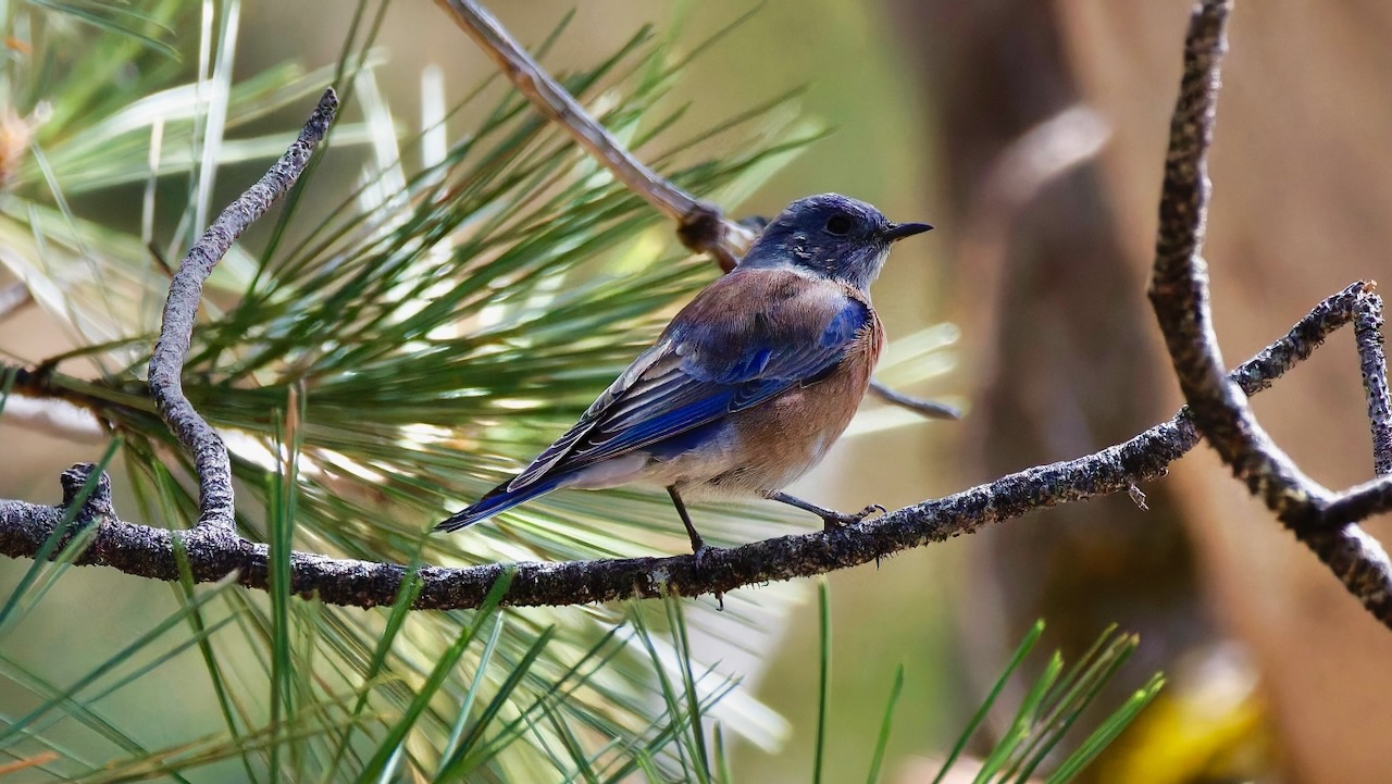 Western Bluebird