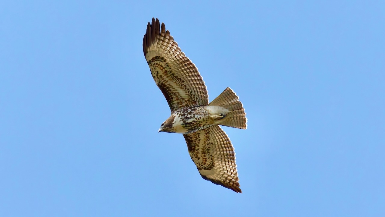 Red-tailed Hawk