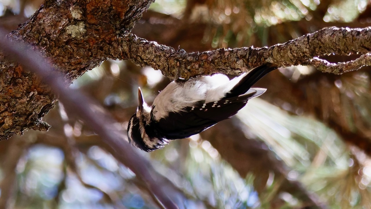 Hairy Woodpecker