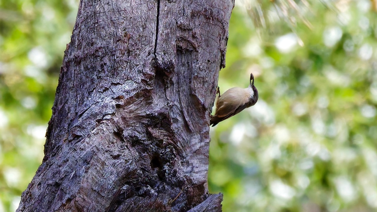 Pygmy Nuthatch