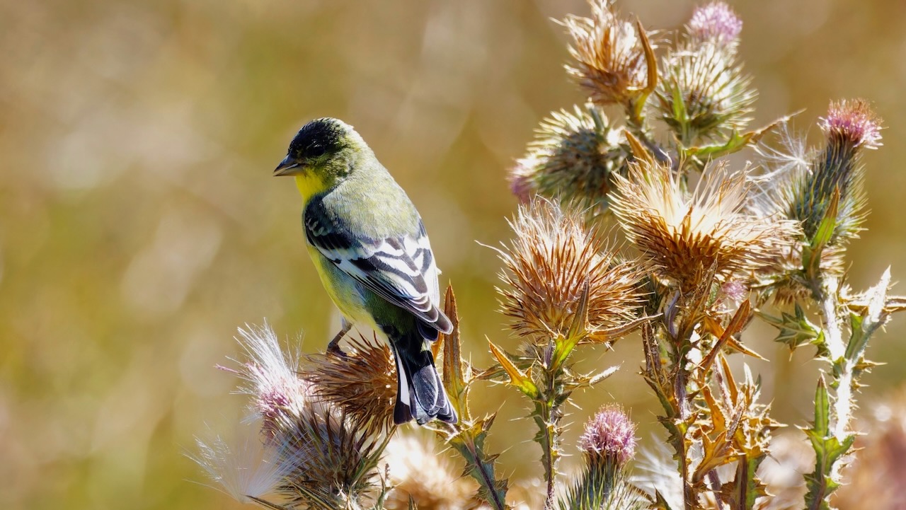 Lesser Goldfinch