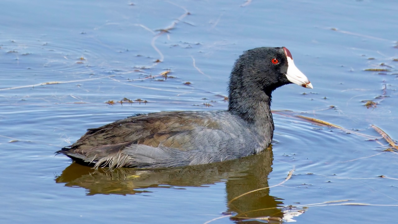 American Coot