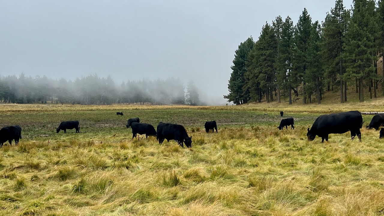 Cows on a field