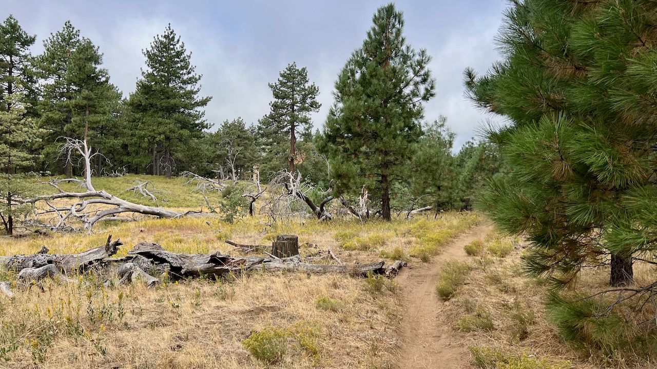 Trail View