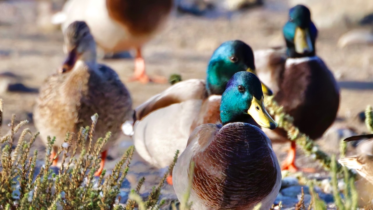 Mallards