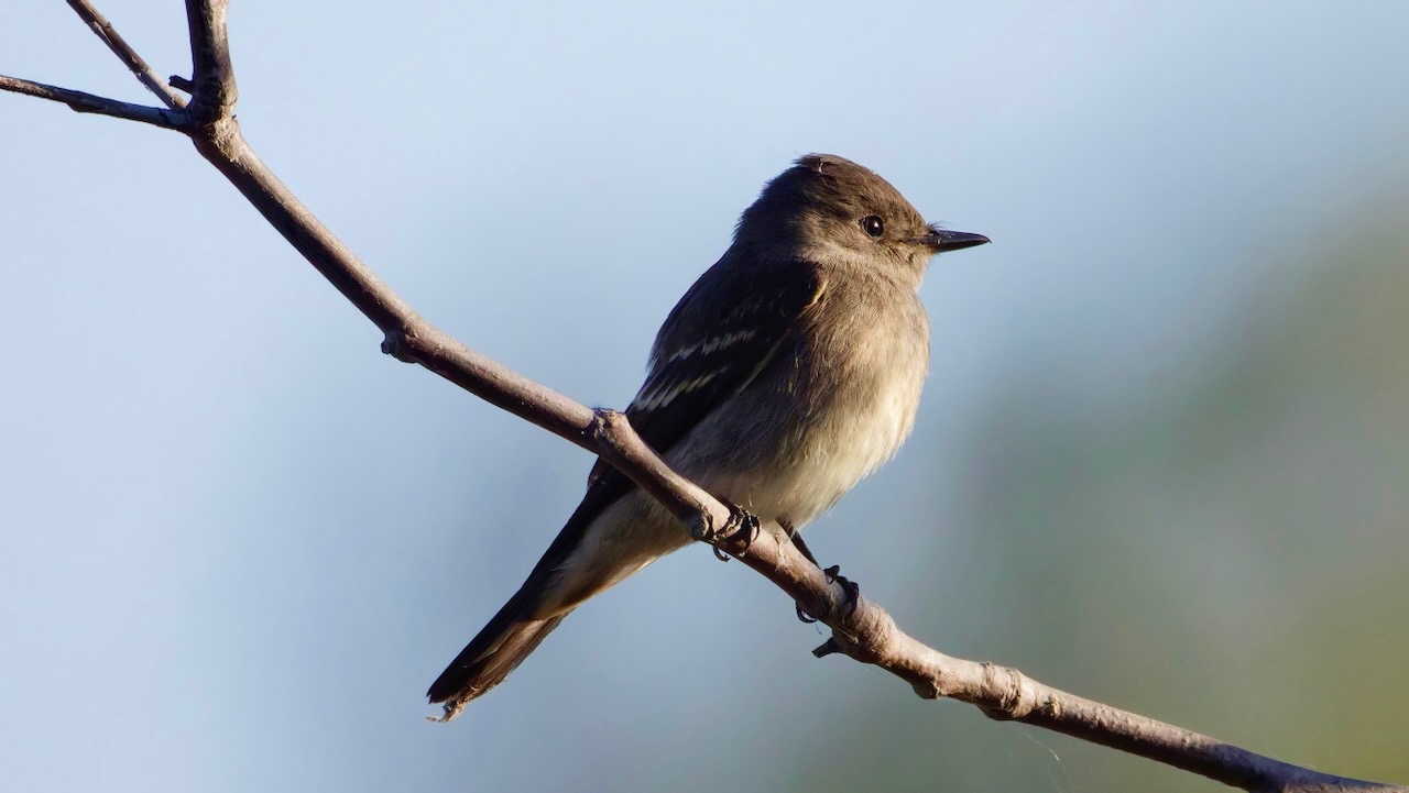 Western Wood-Pewee