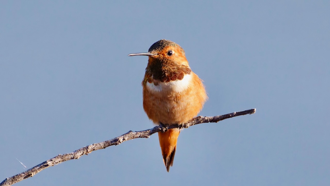 Allen's Hummingbird