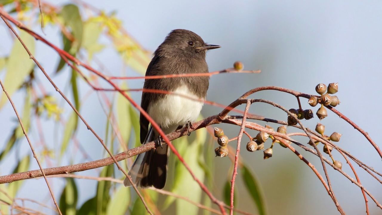 Black Phoebe