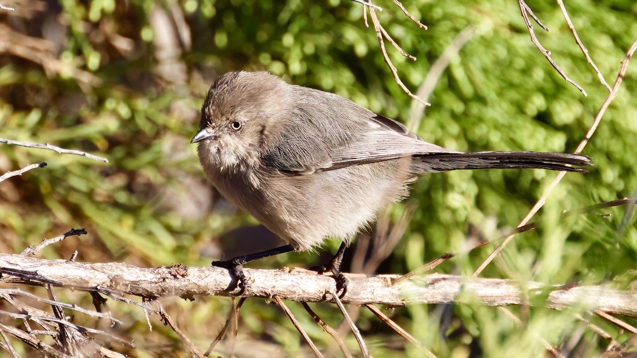 Bushtit