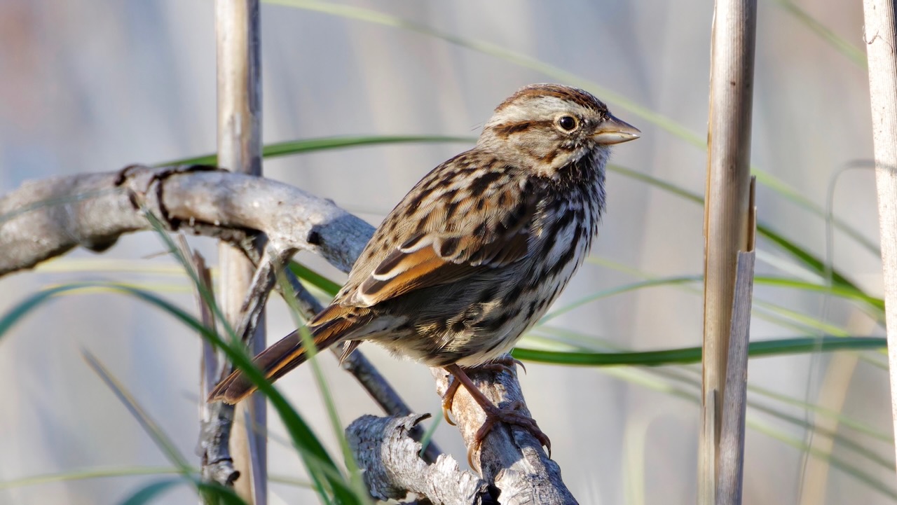 Song Sparrow