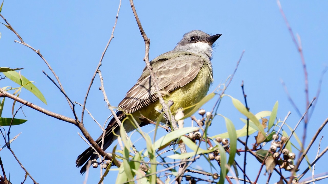 Cassin's Kingbird