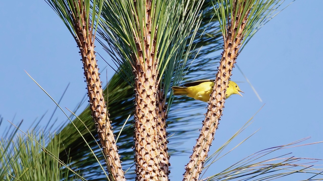 Yellow Warbler