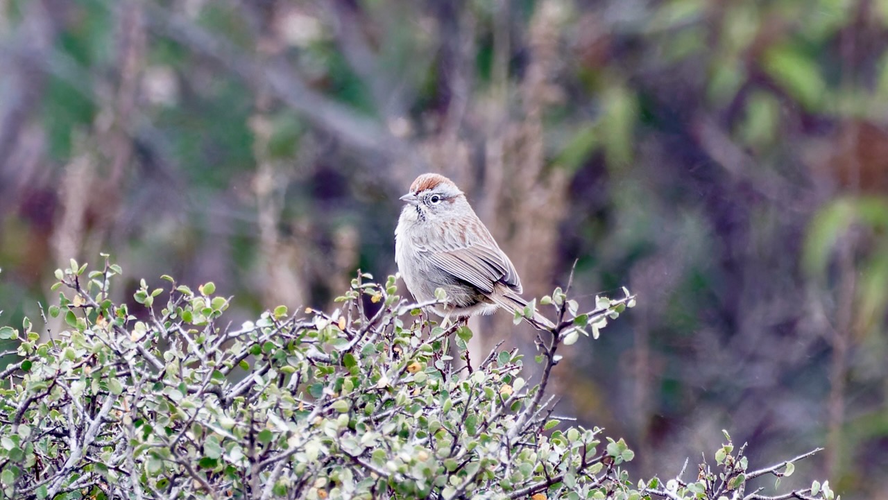 Rufous-crowned Sparrow