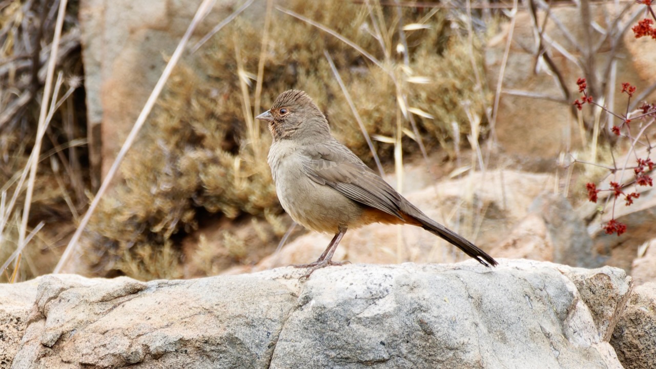 California Towhee