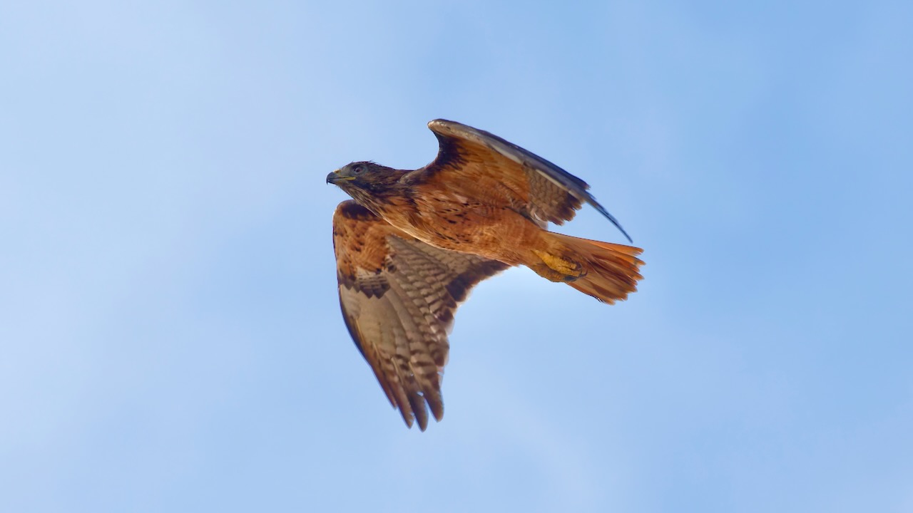 Red-tailed Hawk